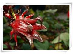 现货供应   包邮   洛神花提取物图3