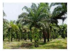 现货出售  锯叶棕提取物图3