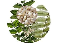 现货供应   乳香提取物图2