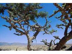 现货供应   乳香提取物图3