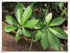 现货出售 绞股蓝提取物图2