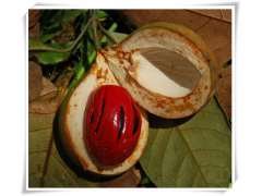 供应 热带著名的香料和药用植物 肉豆蔻提取物图2