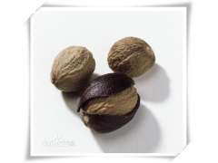 供应 热带著名的香料和药用植物 肉豆蔻提取物图3