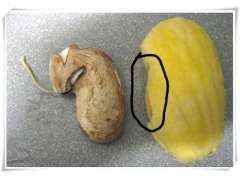 厂家供应  现货 芒果核提取物图2