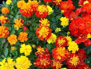 万寿菊5