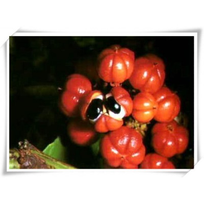 昌岳供应 瓜拿纳提取物 瓜拉纳提取物20%厂家图3