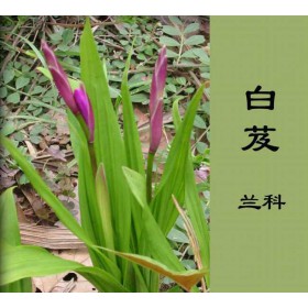 白芨提取物厂家