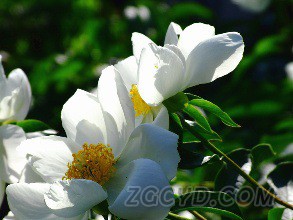 白芍3 (2)