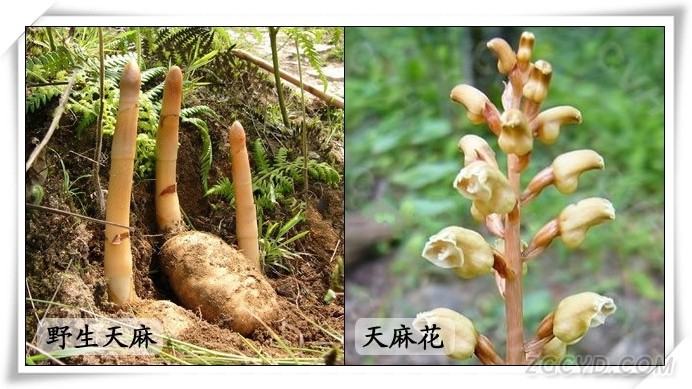 天麻4