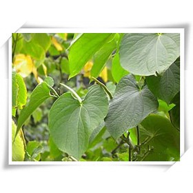 昌岳供应 卡瓦提取物 卡瓦内酯