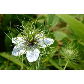 热销  白芸豆多肽60%  包邮